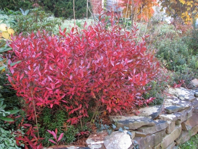 My huckleberry plant in fall