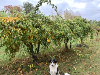 Kiwi vines