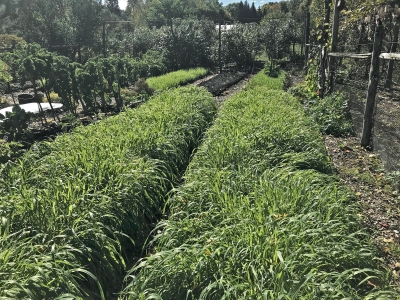 Oat cover crop