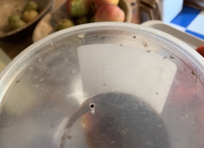 Fruit fly trap