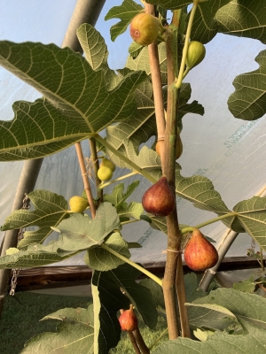 how to grow figs, with lee reich - A Way To Garden