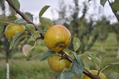 Ashmead's Kernel apple