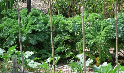 Kale plants