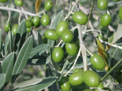 Green olive fruits