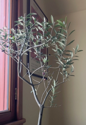 My potted olive tree