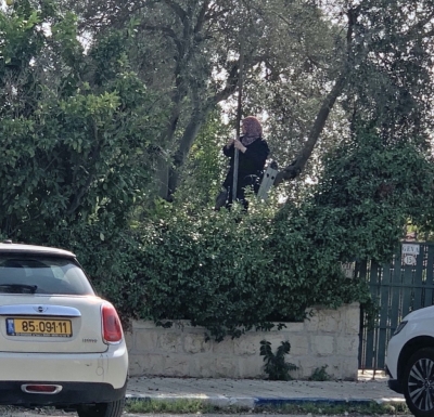 Woman harvesting olives in Jerusalem park