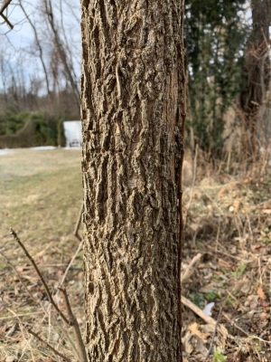 Young hackberry bark