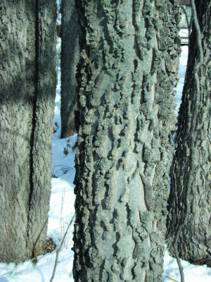 Hackberry bark