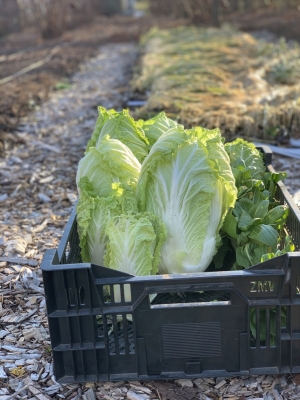 Chinese cabbage, harvested from tunnel