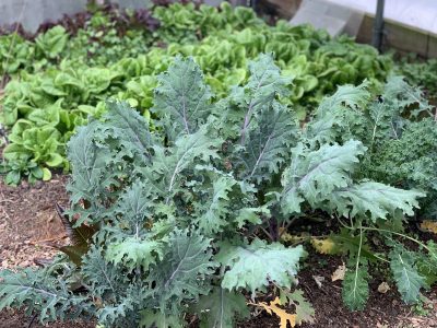 Greenhouse greens