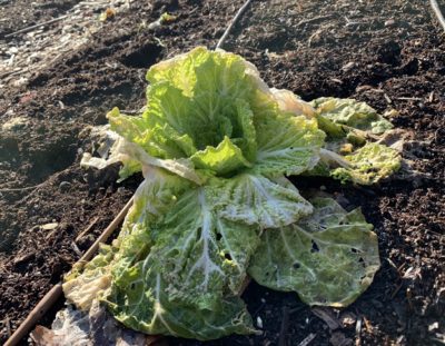 Michili chinese cabbage