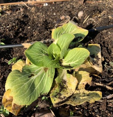 Pak choy in garden, January