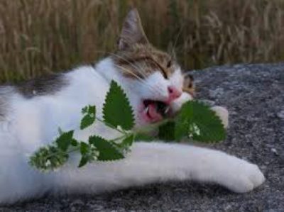 Cat and catnip