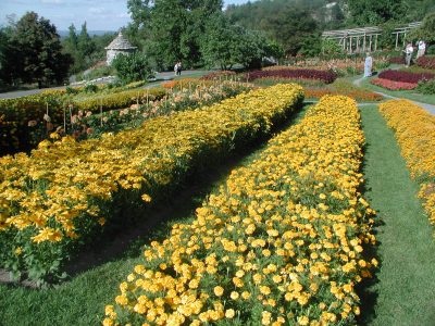 Marigolds