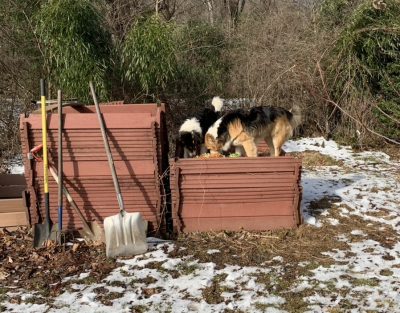 Dogs on compost pile