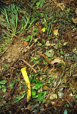 Compost with fresh materials