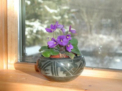 African violet at window