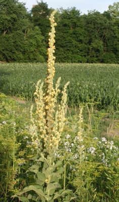 Mullein