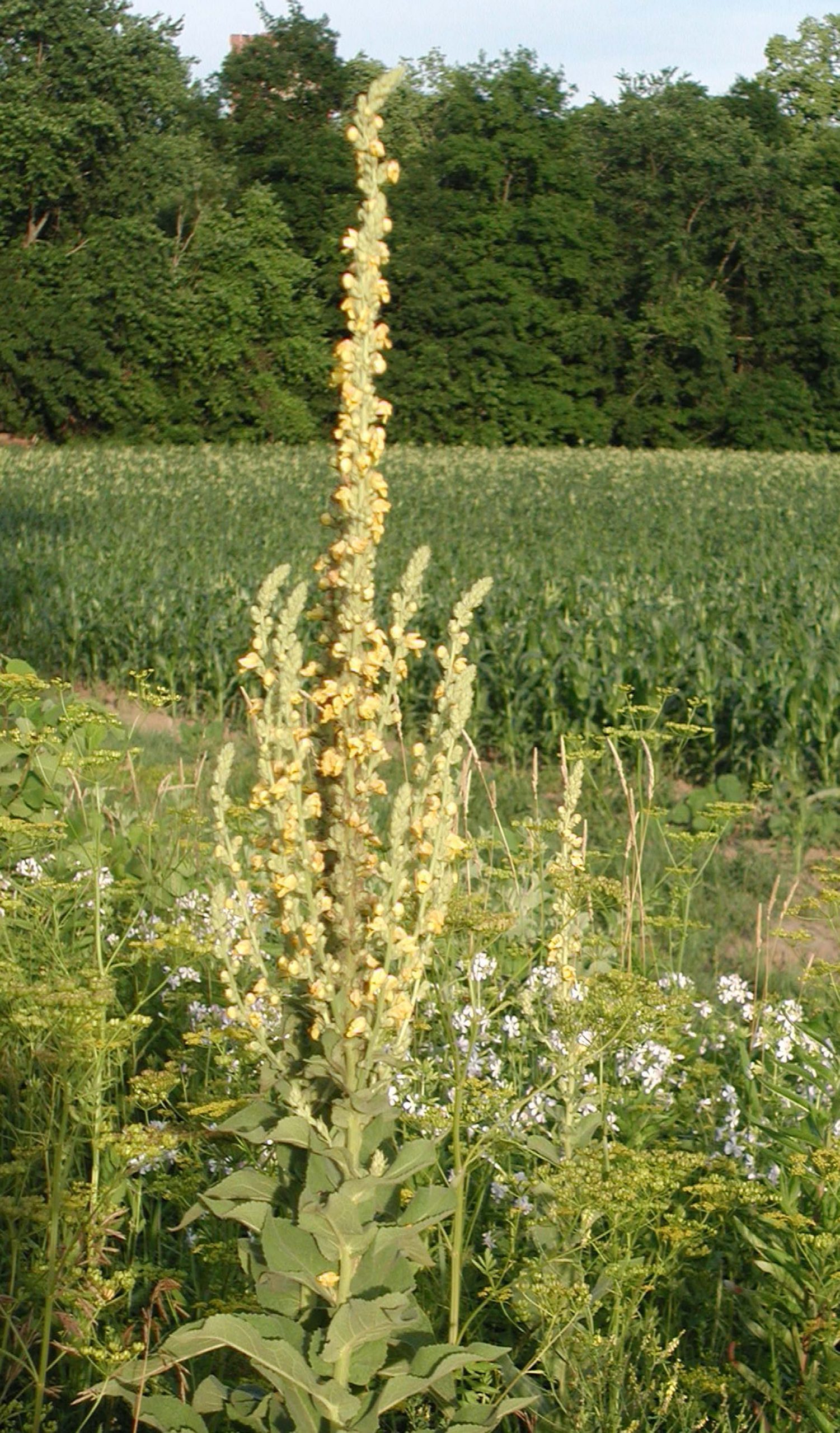 The Second Word Of A Botanical Name