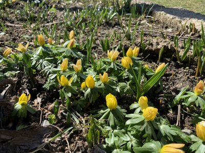 Winter aconite flowers