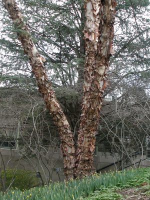 River birch