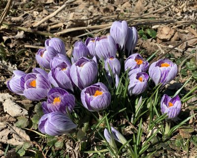 Crocus flowers