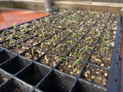 Onions seedlings in cells