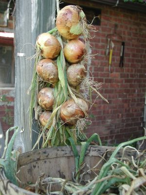 Onion braid