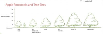 Apple rootstocks