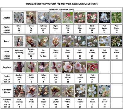 Critical temperatures for fruit buds