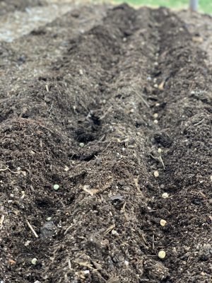 Pea seeds in furrows
