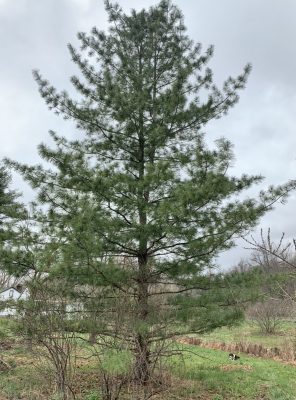 My older Korean pine