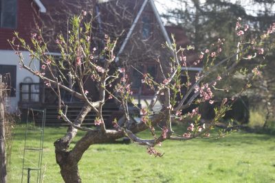 Peach tree after pruning