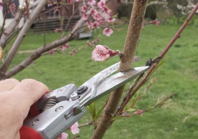 Shortening peach branch