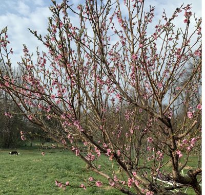 Peach tree in bloom