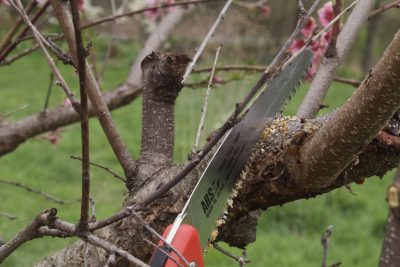 Sawing peach limb