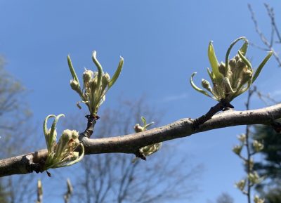 European pear blossom