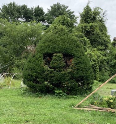 Yew topiary in progress