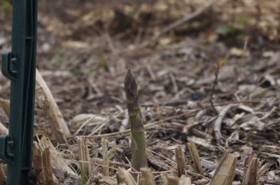 Asparagus spear