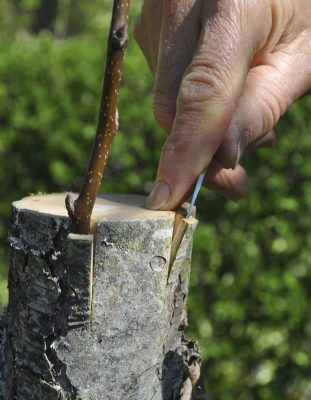 Bark graft rootstock prep