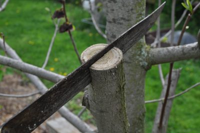 Preparing rootstock for cleft graft