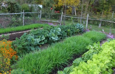 Cover crop in autumn