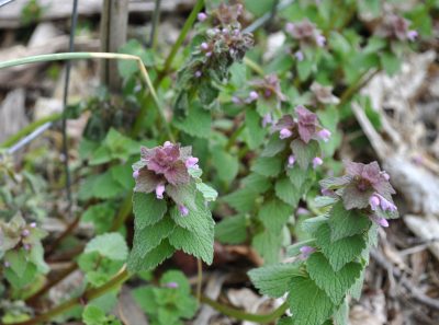 Purple deadnettle