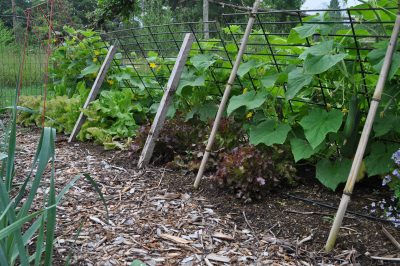 Lettuce & trellised cukes}