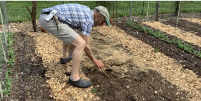 Clearing oat cover crop by hand