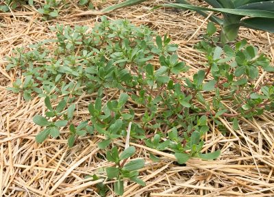 Purslane