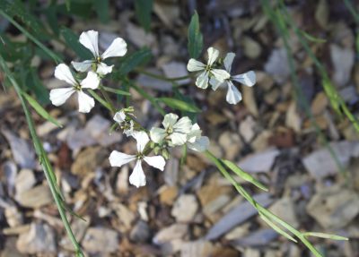 Arugula (Cabbage family) flower and seedpod