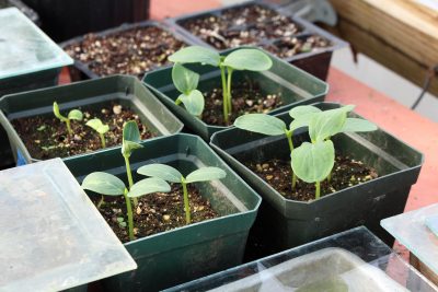 Cucumber seedlings