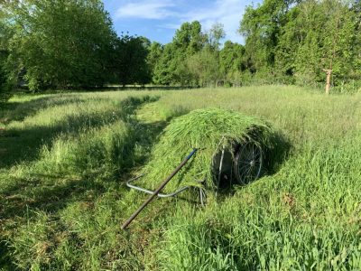 Meadow and cart full of hay