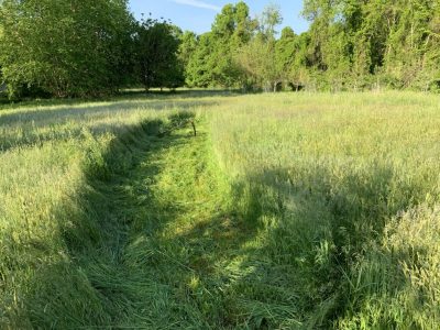 Meadow with path